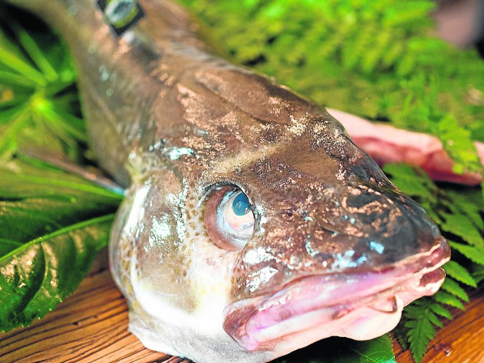 Un bonito ejemplar de bacalao skrei, en el mostrador de una pescadería.