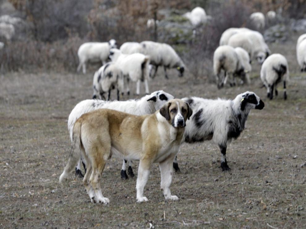 Perro pastor junto a un rebaño de ovejas que sufrió un ataque reciente de lobos en la provincia soriana.
