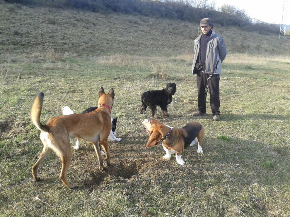 Perros truferos: en busca del oro negro de Aragón
