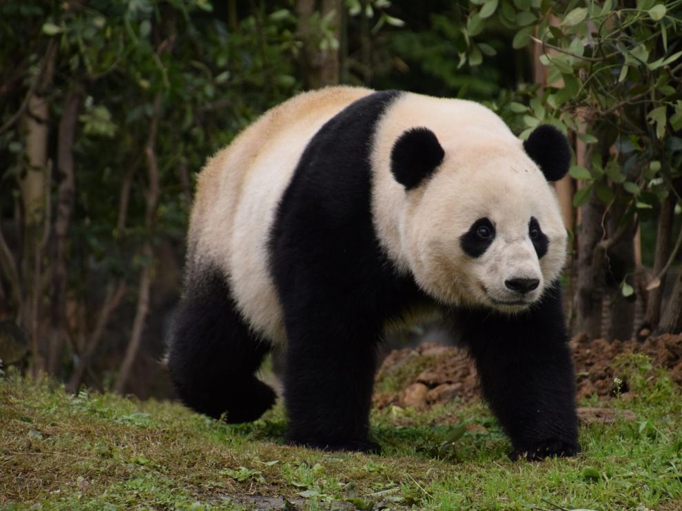 Bao Bao en su nuevo hogar.