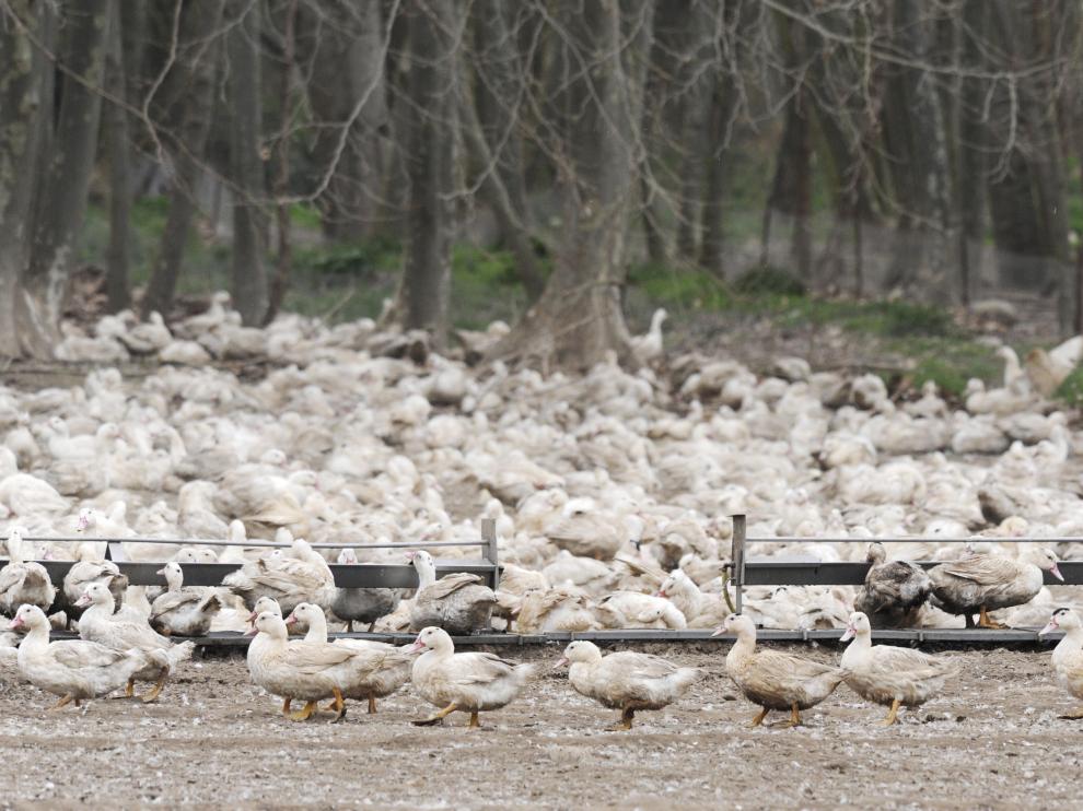 Patos en una de las granjas afectadas en Gerona.