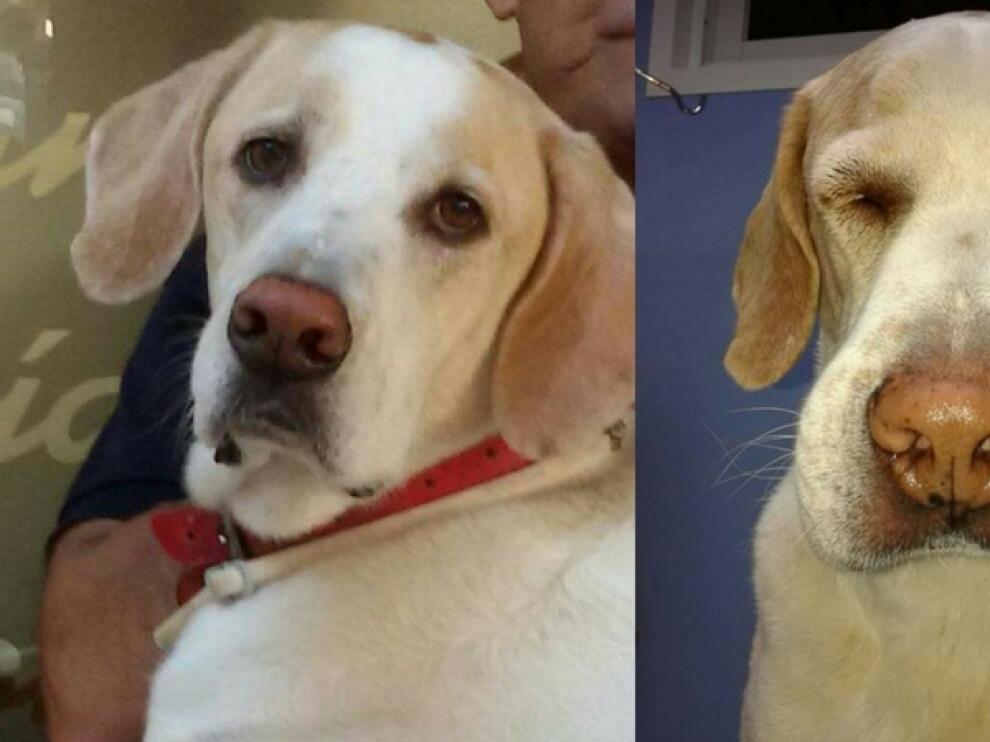 Un perro afectado por la procesionaria