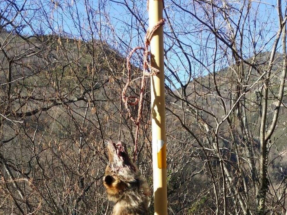 El cánido ha aparecido colgado de una señal.