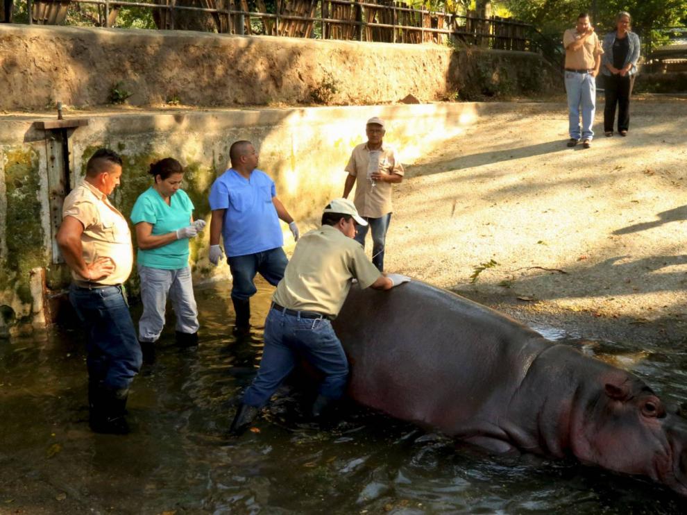 Gustavito fue atacado el martes.