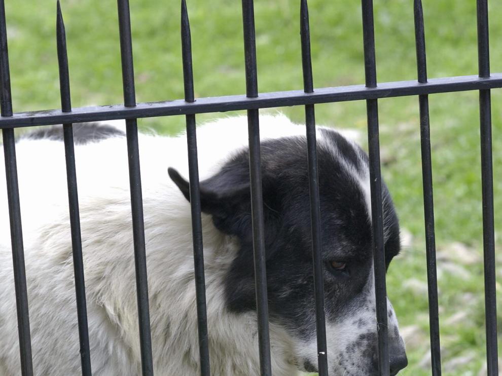 El perro y el gato son las especies animales más habituadas a convivir con humanos.