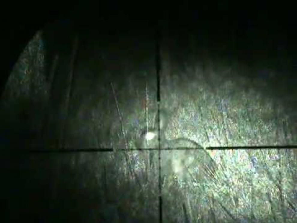 Un conejo, en el punto de mira de un cazador.