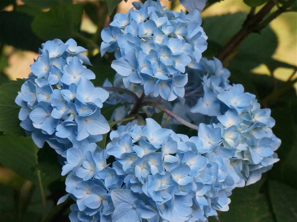 Unas hortensias azules.