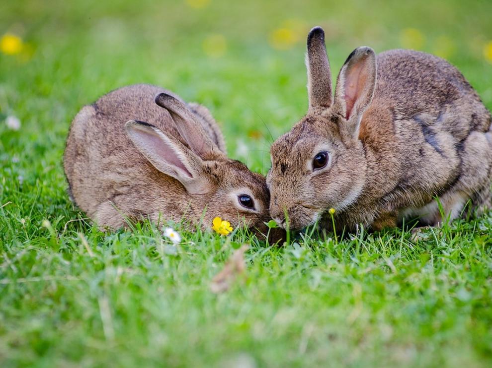 Conejos.