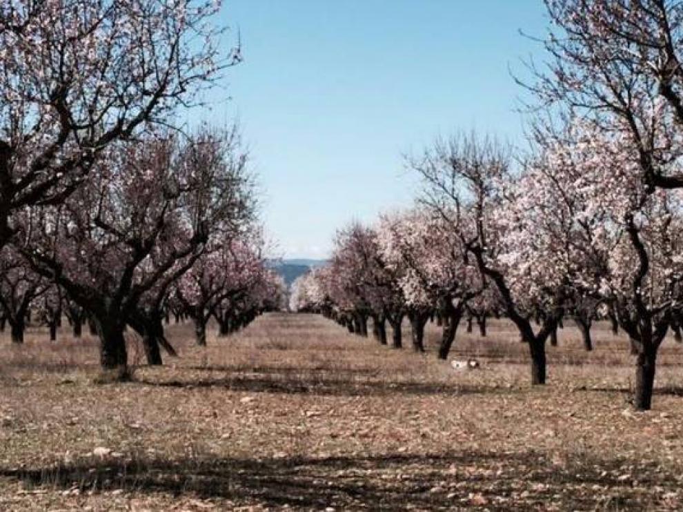 Almendros.
