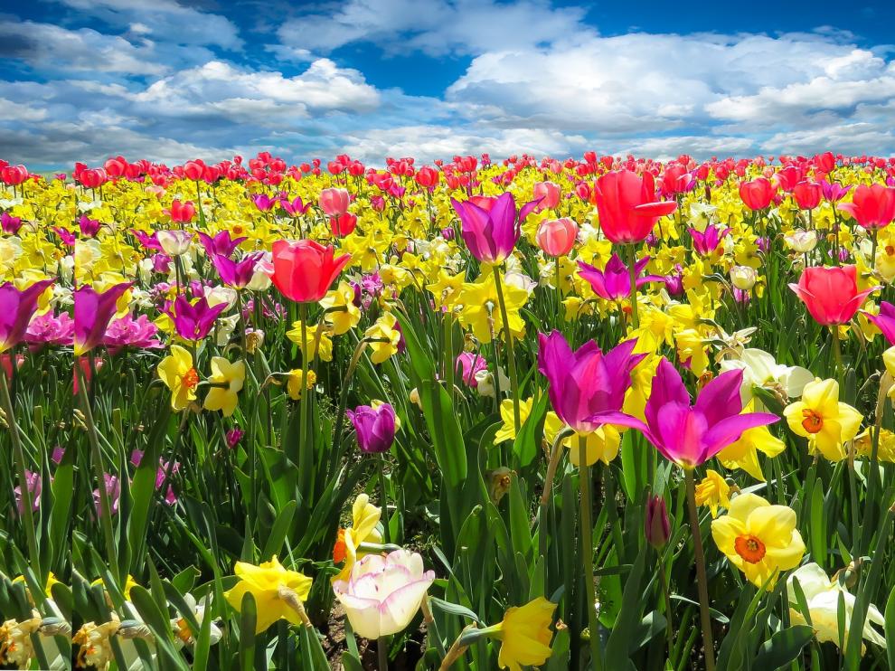 El color se adueña de los campos en primavera.