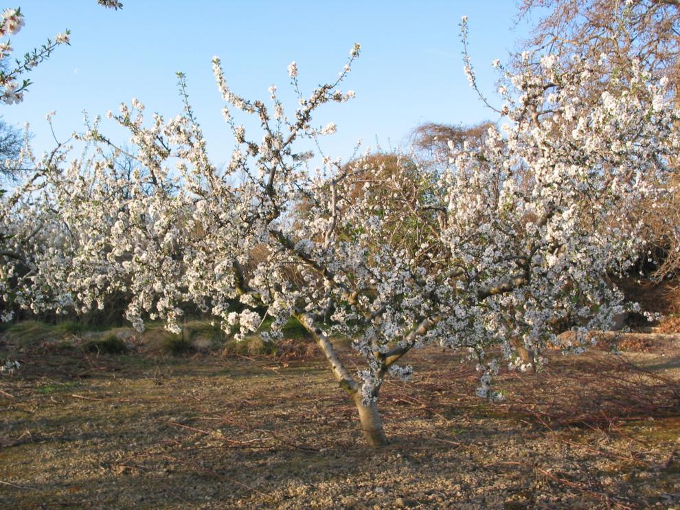 Almendros en flor cerca de Malón, en el monte de Valcardera
