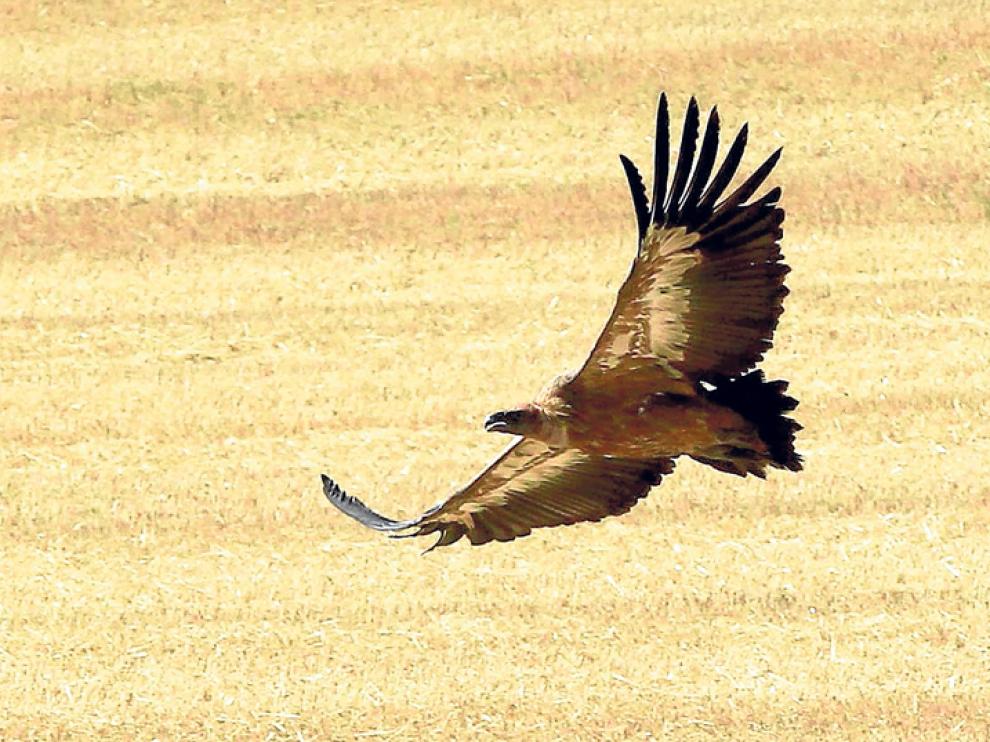 Un ejemplar de buitre leonado sobrevuela la provincia de Soria.