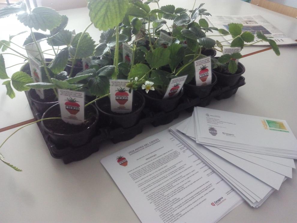 Mil macetas de fresas se repartieron entre los voluntarios