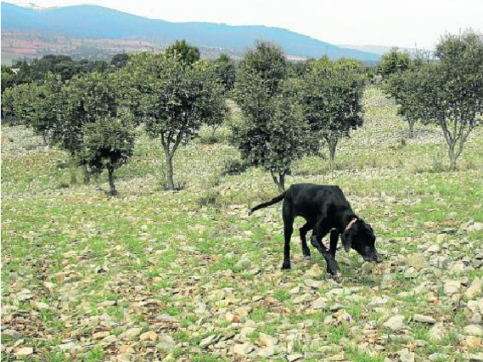 Una plantación en Sarrión