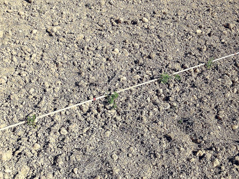 Zona de plantación en Bernués (Huesca) en la que se está realizando el proyecto.