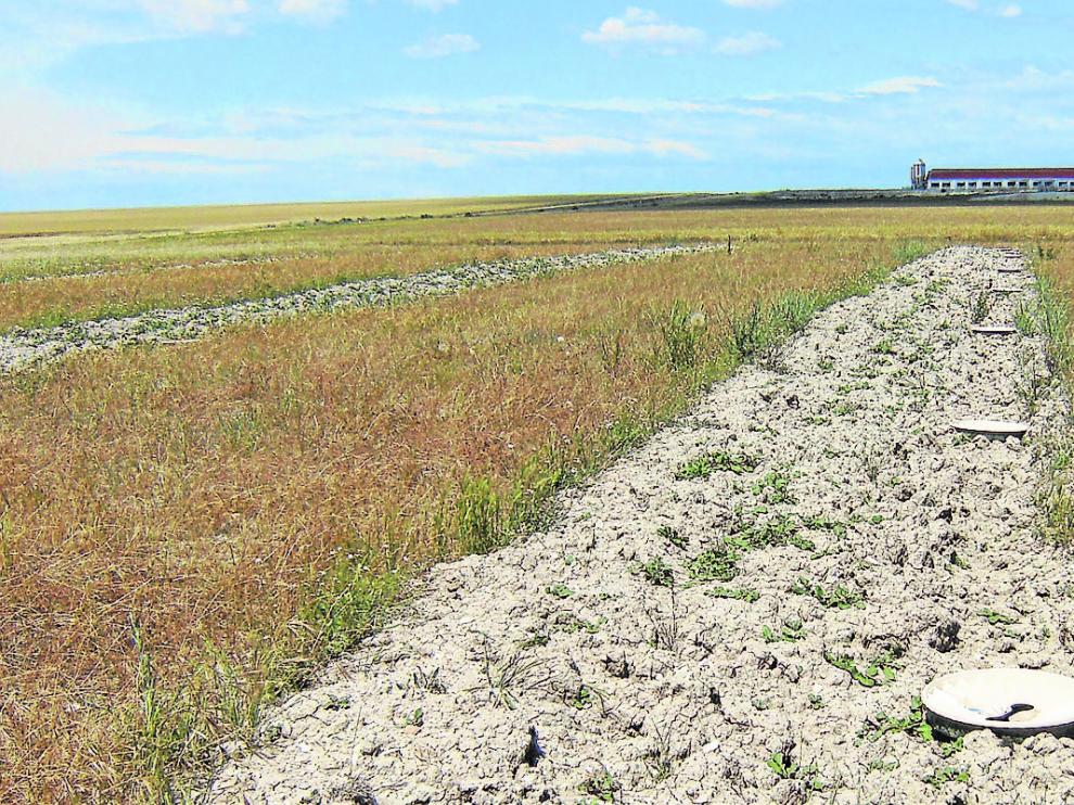 Plantación de retamas como refugio para avifauna en ribazos entre parcelas o en el borde de caminos.