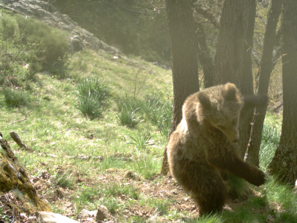 Un oso captado por una cámara en una zona del Pirineo catalán.