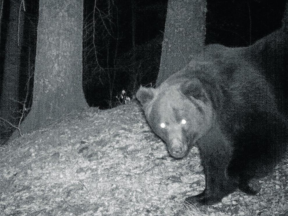 El oso Neré nació en 1997 y se mueve por el Pirineo occidental.