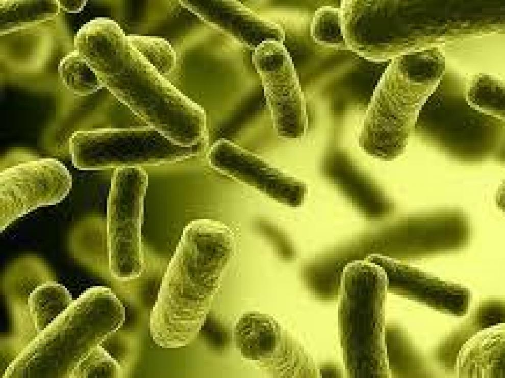 La bacteria 'salmonella enteritidis'