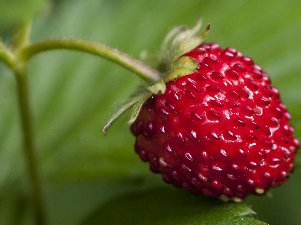 Frutas mas altas en vitamina c