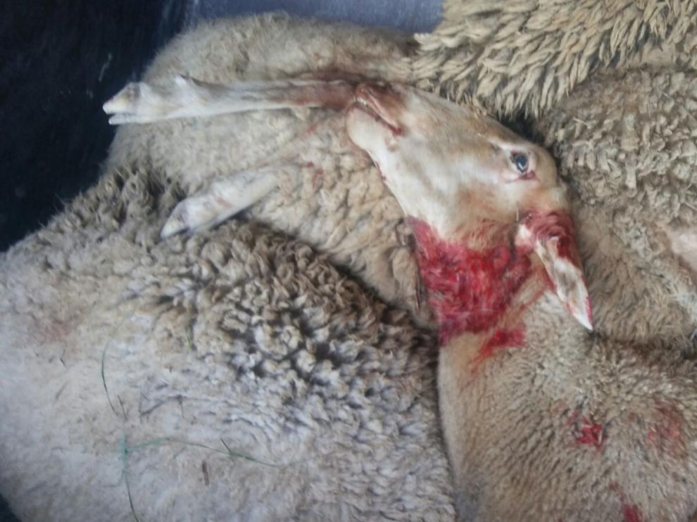Montón de ovejas víctimas del ataque en el que murieron 15 animales de un rebaño en Leciñena.