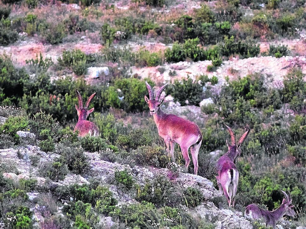 Un grupo de cabras ibéricas, fotografiadas recientemente en las planas de Cuarte y Cadrete.