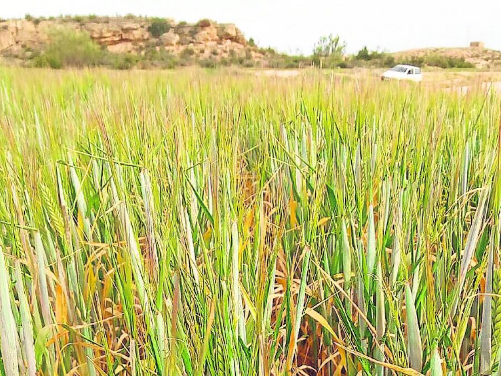 Campo de cereal de invierno en Caspe hace una semana.
