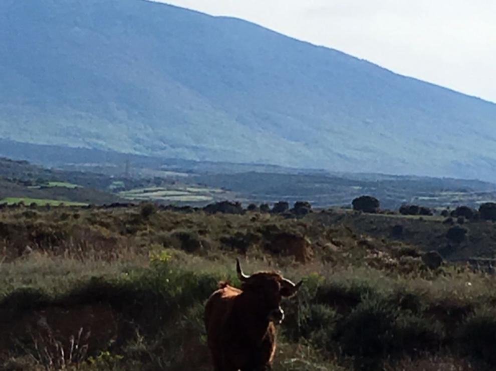 El animal ha estado dos horas escapado.