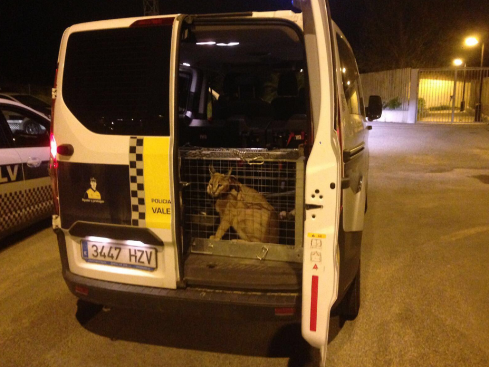 Imagen del lince, de 21 kilos, capturado por la Policía valenciana.