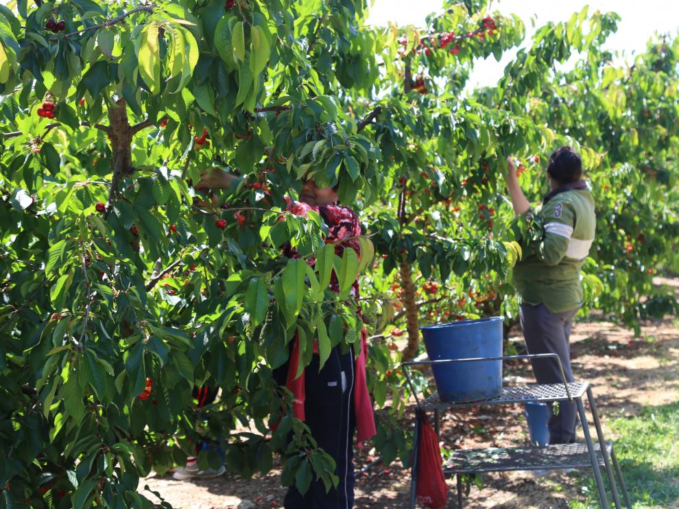 Dos temporeros recogían cerezas el viernes en una finca de los hermanos Copons.