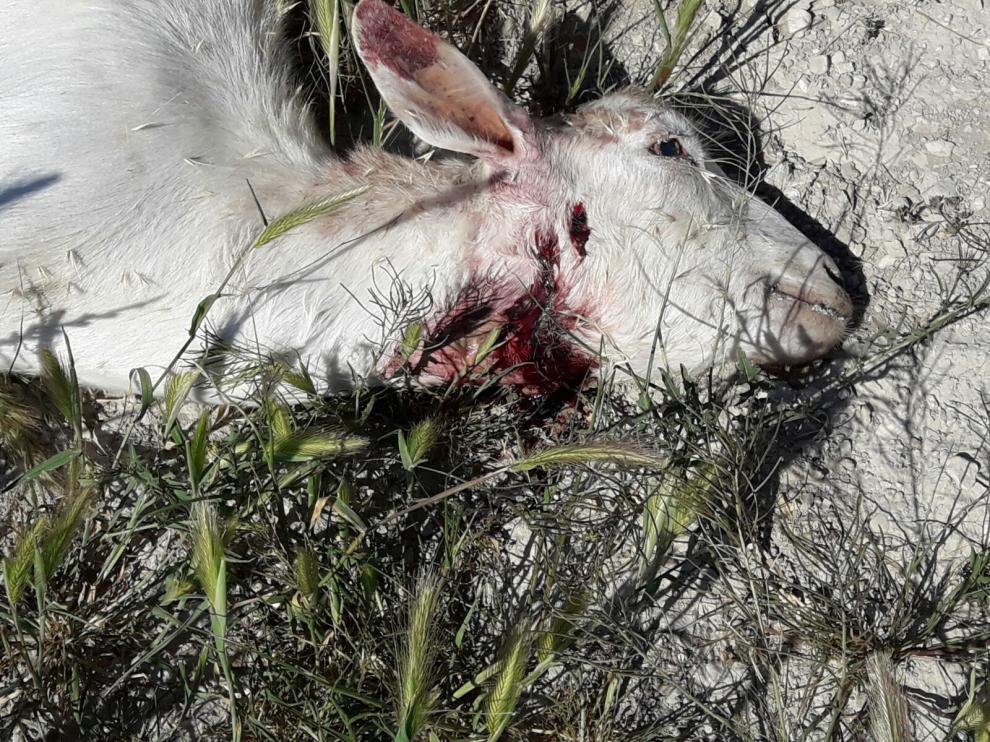Una de las ovejas fallecidas en el ataque registrado a un rebaño en Monegrillo