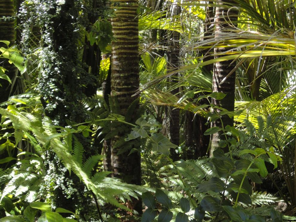 La selva del Amazonas