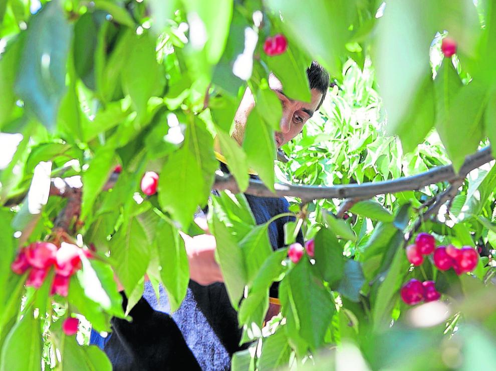 Imagen de archivo de un trabajador durante la recolección de cereza en La Almunia.