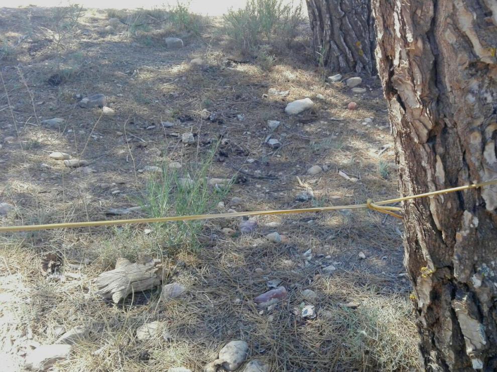 El cable que ha aparecido este fin de semana en los Pinares de Venecia.