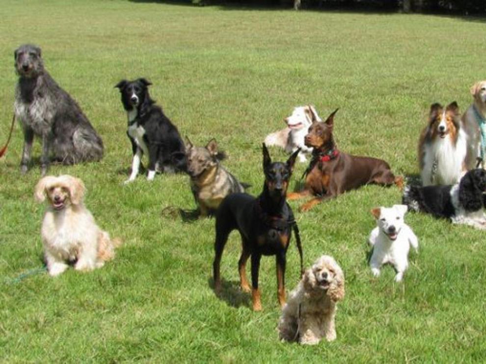 Las razas de perros son muy diversas entre ellas