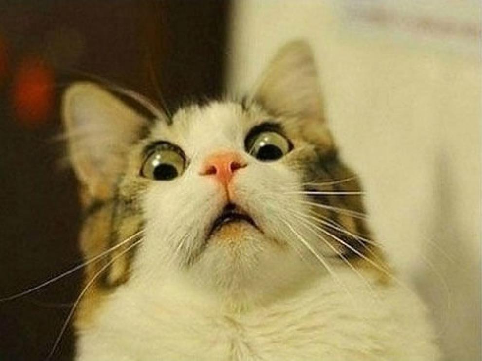 Los gatos que Internet hizo famosos
