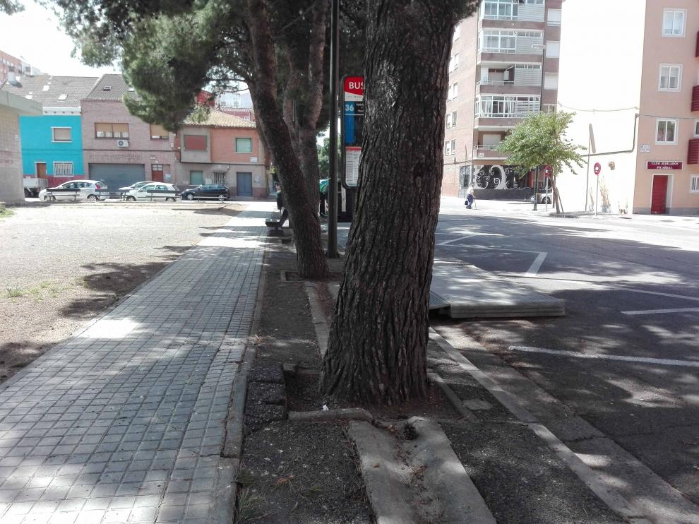 Árboles en la calle Monte Perdido, en el barrio del Picarral.