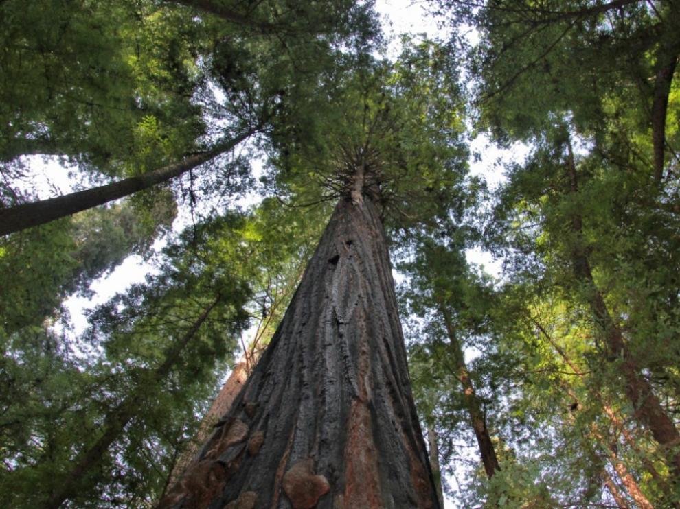 Un bosque es más que una colección de árboles individuales que compiten por los recursos. Según el geoquímico Tamir Klein, «los comparten y actúan de forma colectiva»