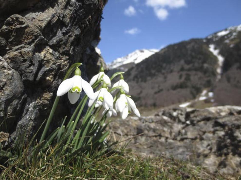 Ejemplares de Galanthus nivalis, en el camino de Sallent de Gállego a Artouste.