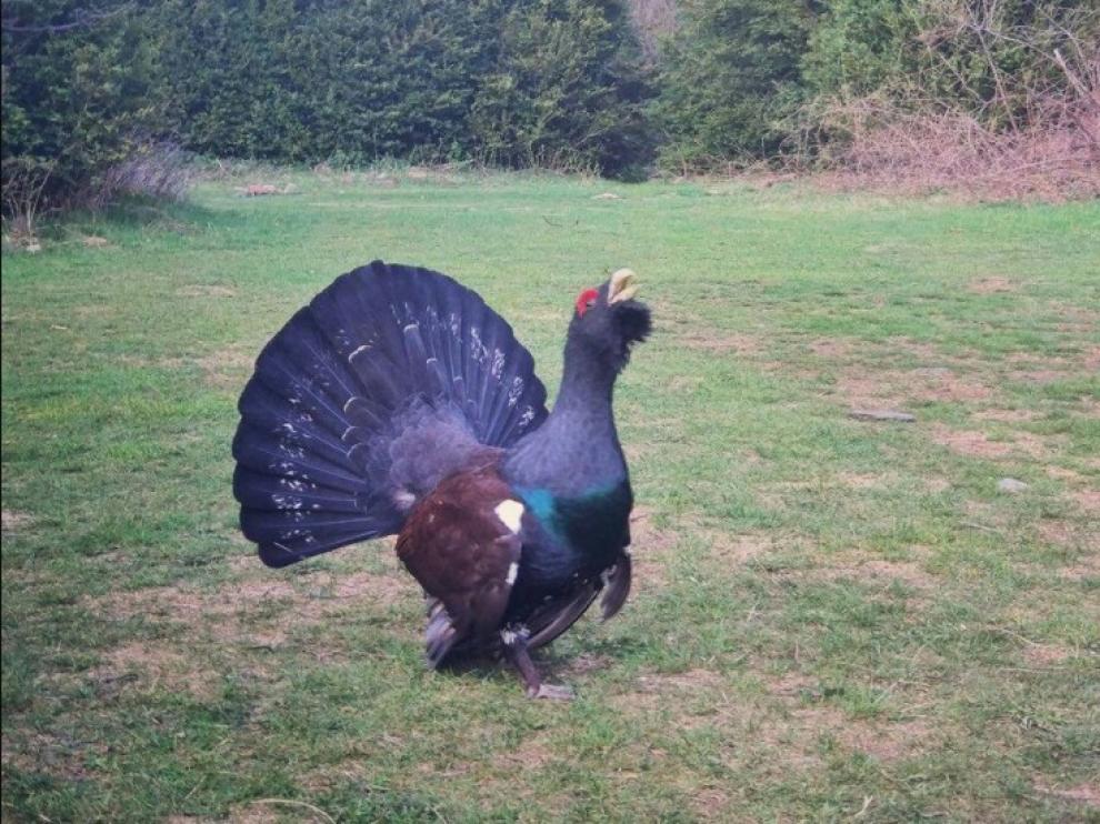 Un urogallo en el Pirineo aragonés.