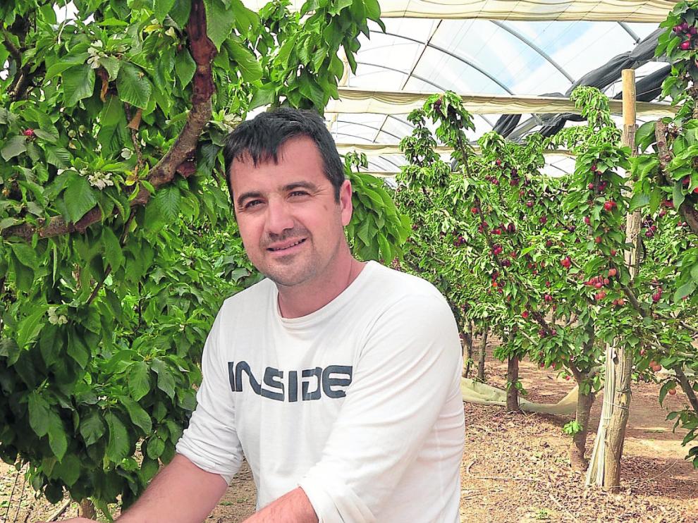 Javier de Pablo, de la empresa familiar oscense Fruit Luxury, muestra las cerezas que cultiva.