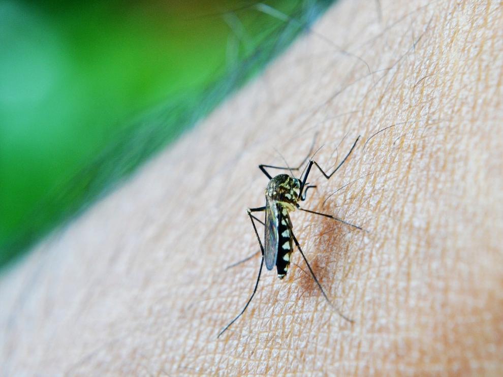 Un mosquito, listo para hincar el diente