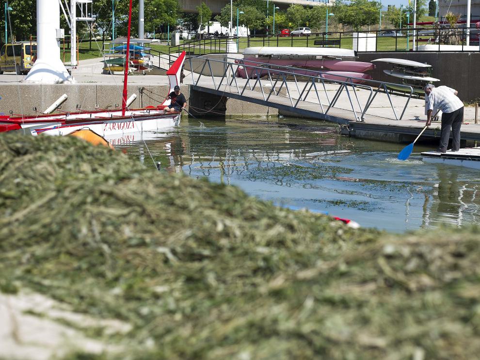 Varios vecinos retiran las algas del entorno del embarcadero de Vadorrey.
