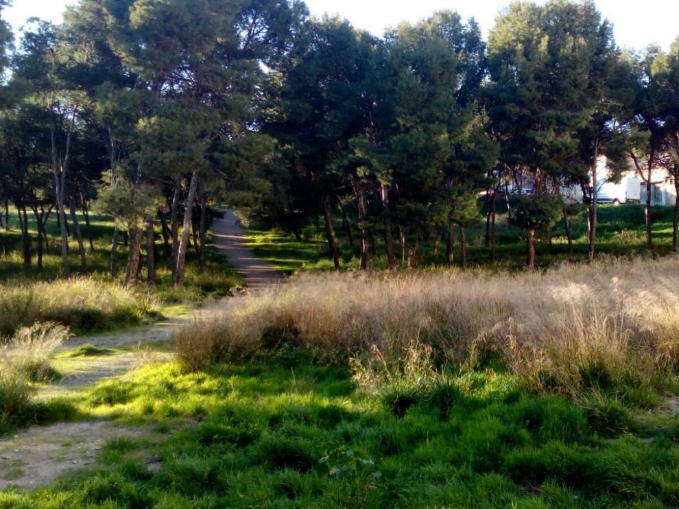 Pinares tras calles Rocío y Ríos Romero, en el barrio zaragozano de La Paz