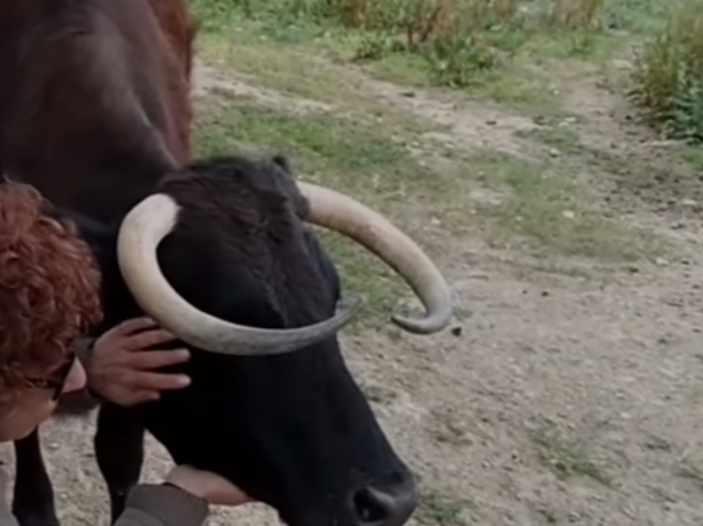 La vaca Margarita.