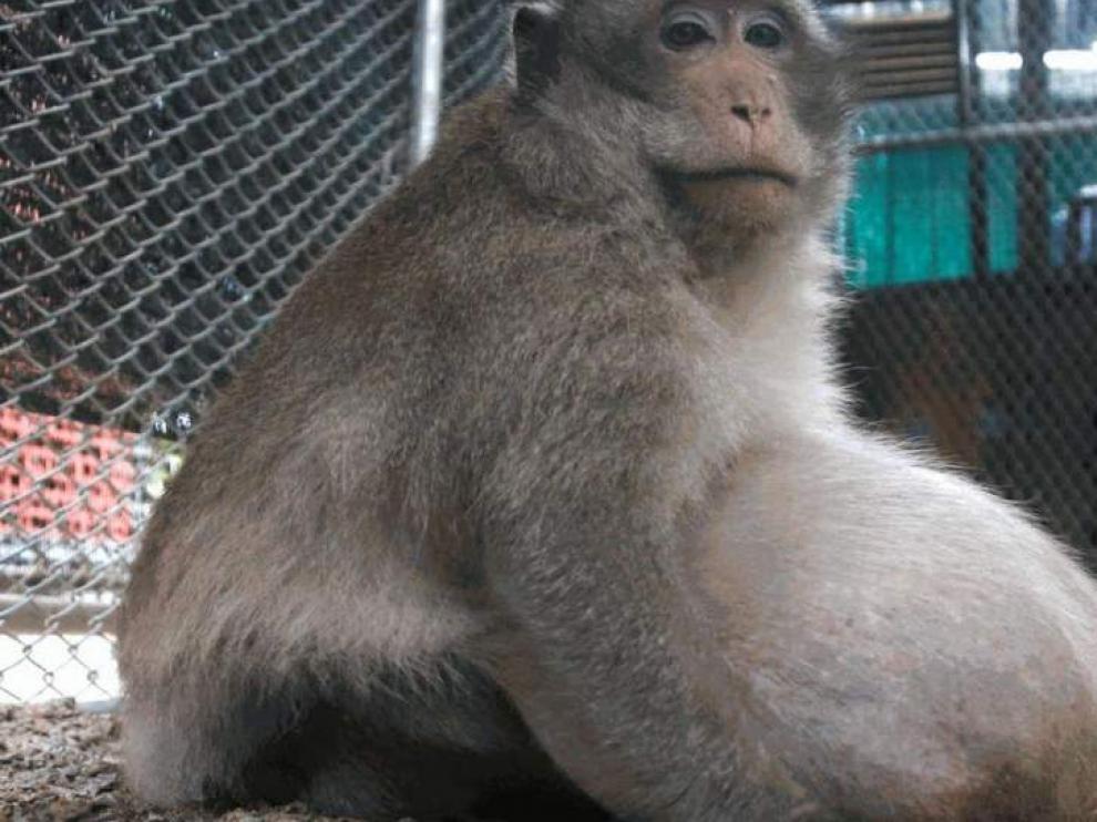 'Tío Gordo' se ha puesto a dieta.