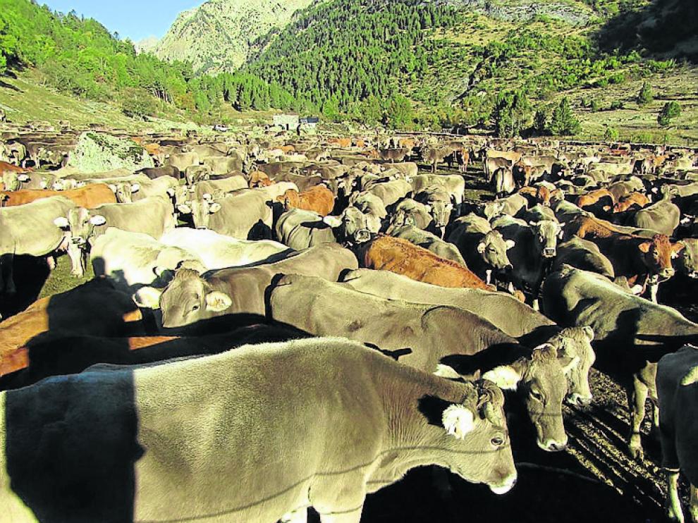 Bajada de las vacas de los montes de Estós.
