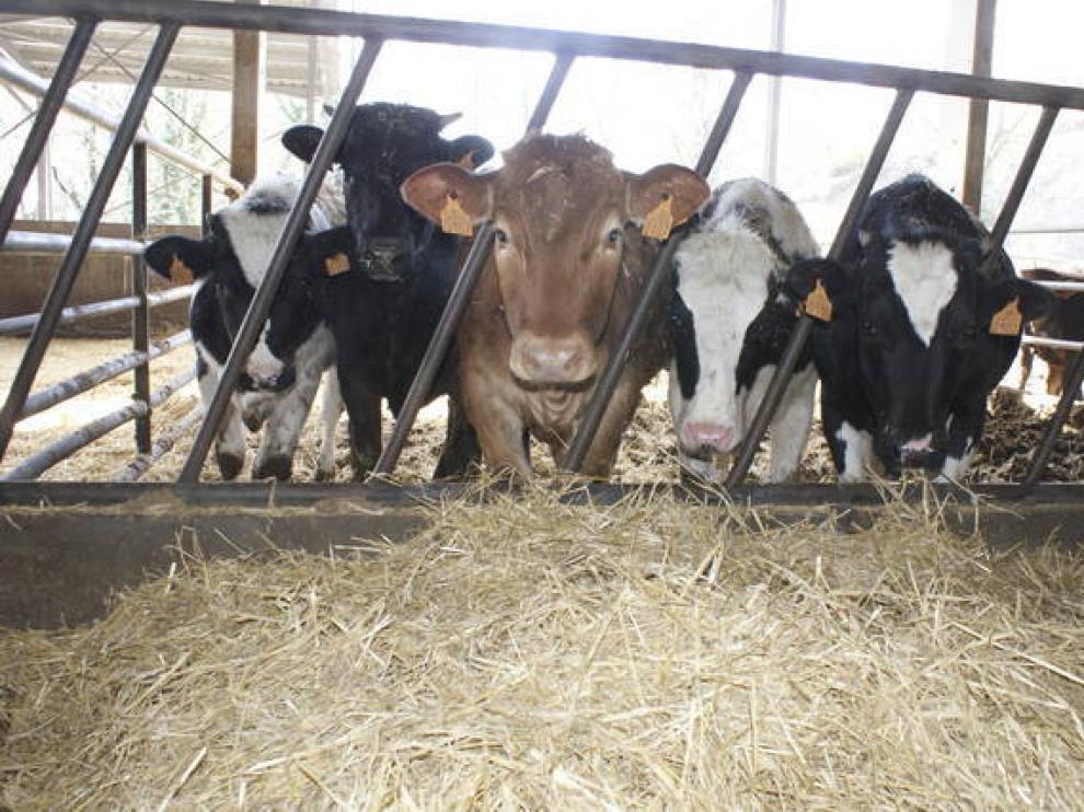 La llegada de carne canadiense por el CETA preocupa a los ganaderos aragoneses