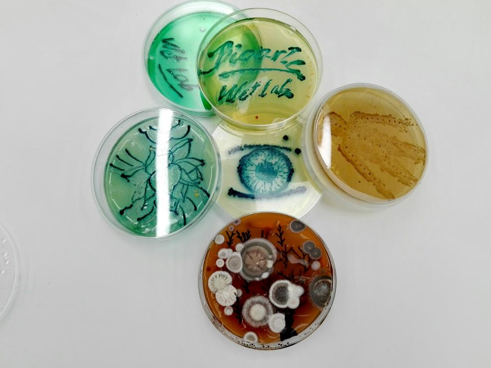 Bacterias, hongos, levaduras... comparten hábitat con nosotros