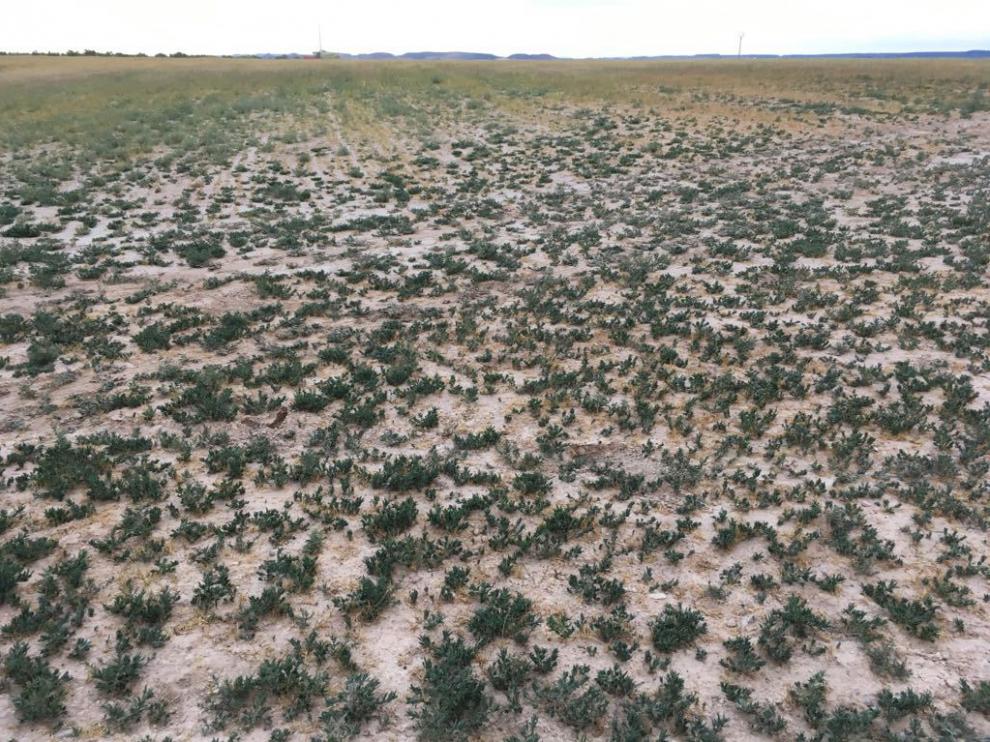 Daños producidos por los conejos en cultivos del Bajo Aragón